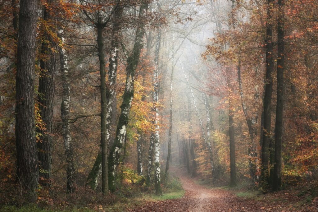 A misty autumn forest lane